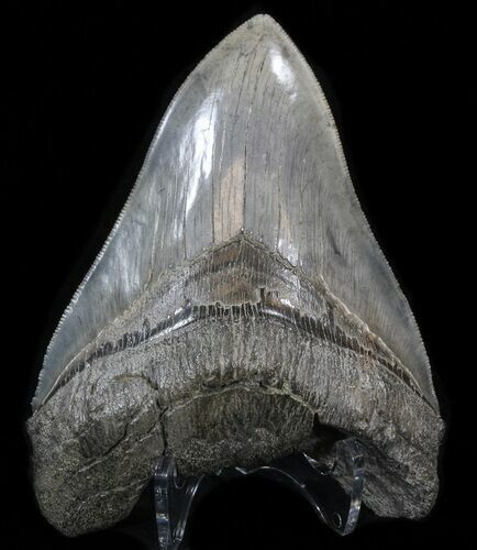 Bargain Megalodon Tooth With Beautiful Blade #39254